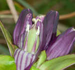 Bottle gentian